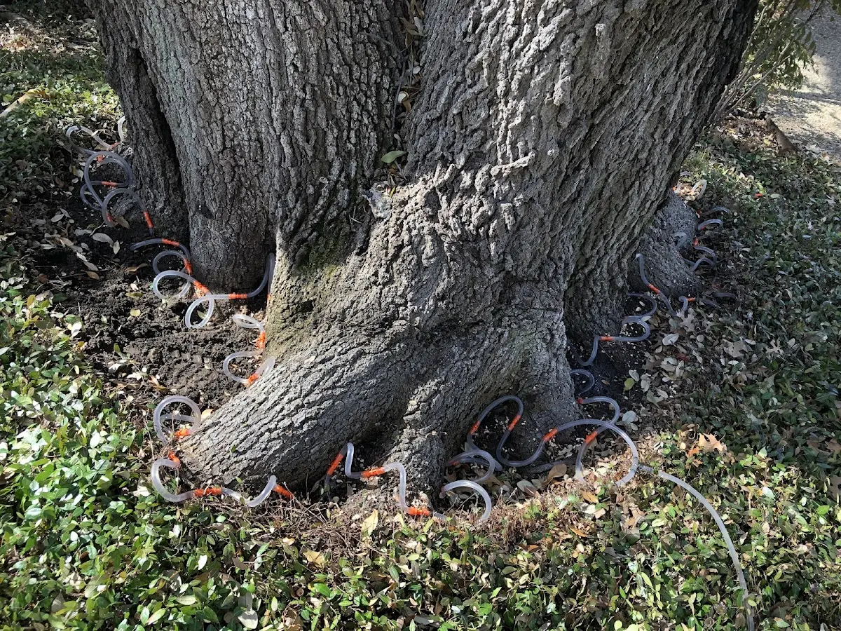Detailed Tree Cabling and Bracing job site in St John