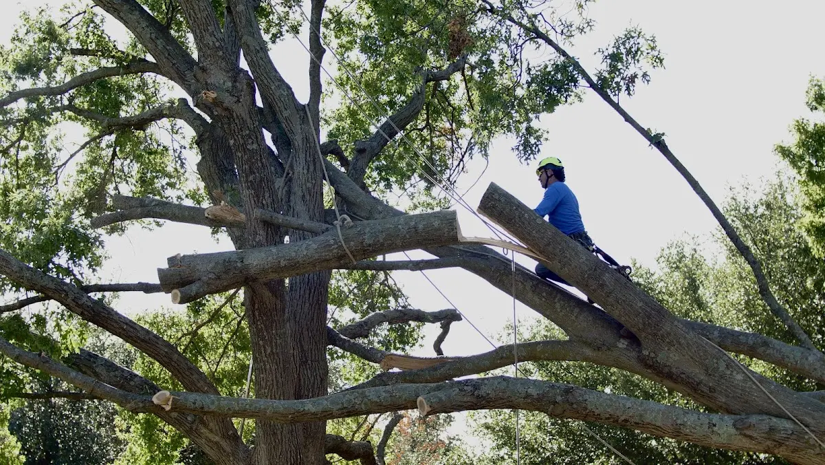Professional Crown Thinning performed by certified arborists in St John