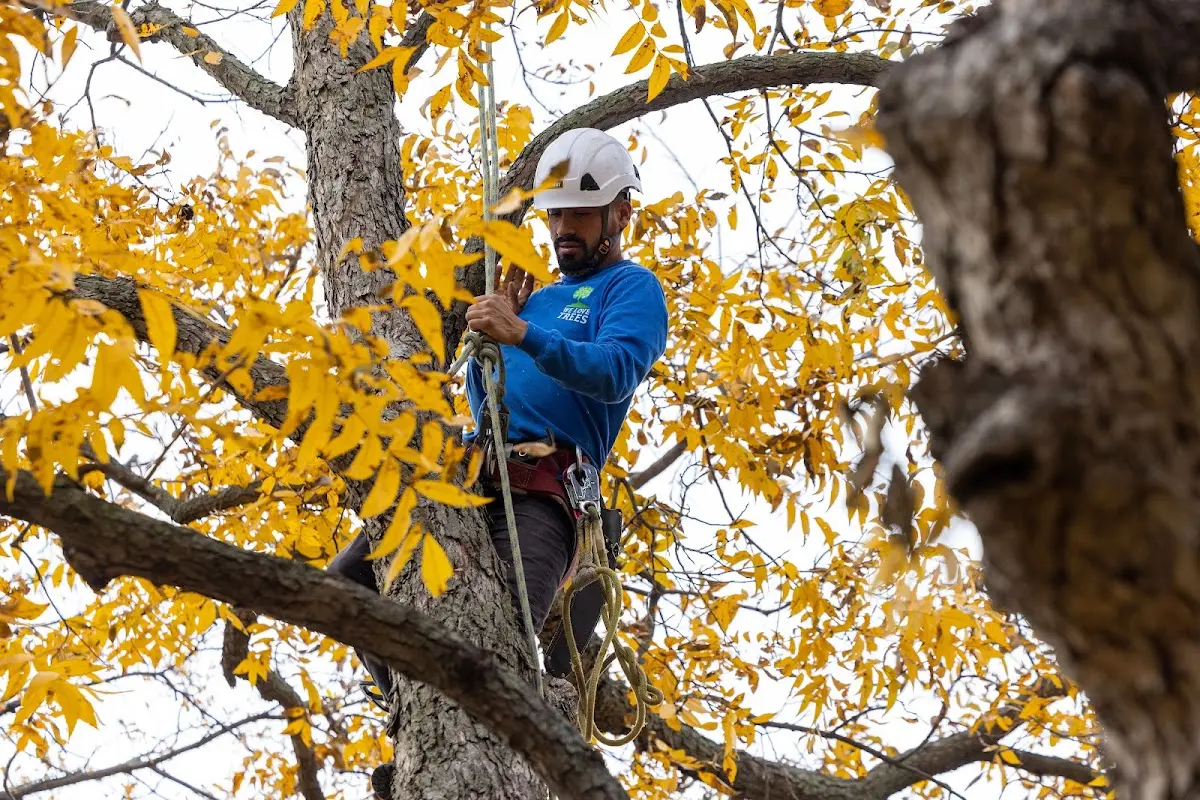 Skilled Tree Transplanting crew working in St John